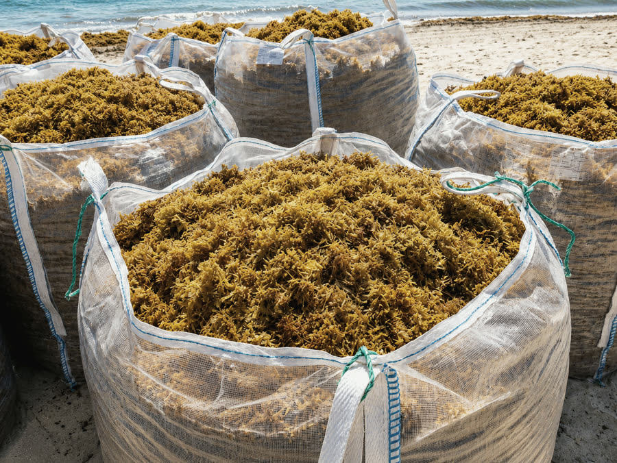 Freshly collected sargassum, bagged on the beach before transport.